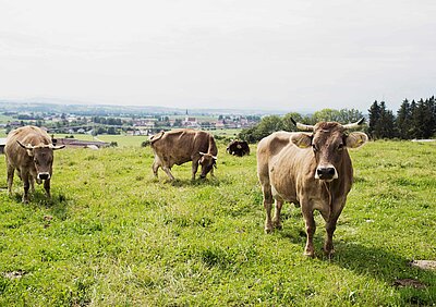Bild: Öko-Modellregion Ostallgäu Bild: Öko-Modellregion Ostallgäu